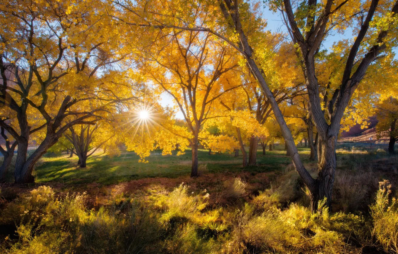 Photo wallpaper autumn, leaves, the sun, rays, trees, nature, time of the year