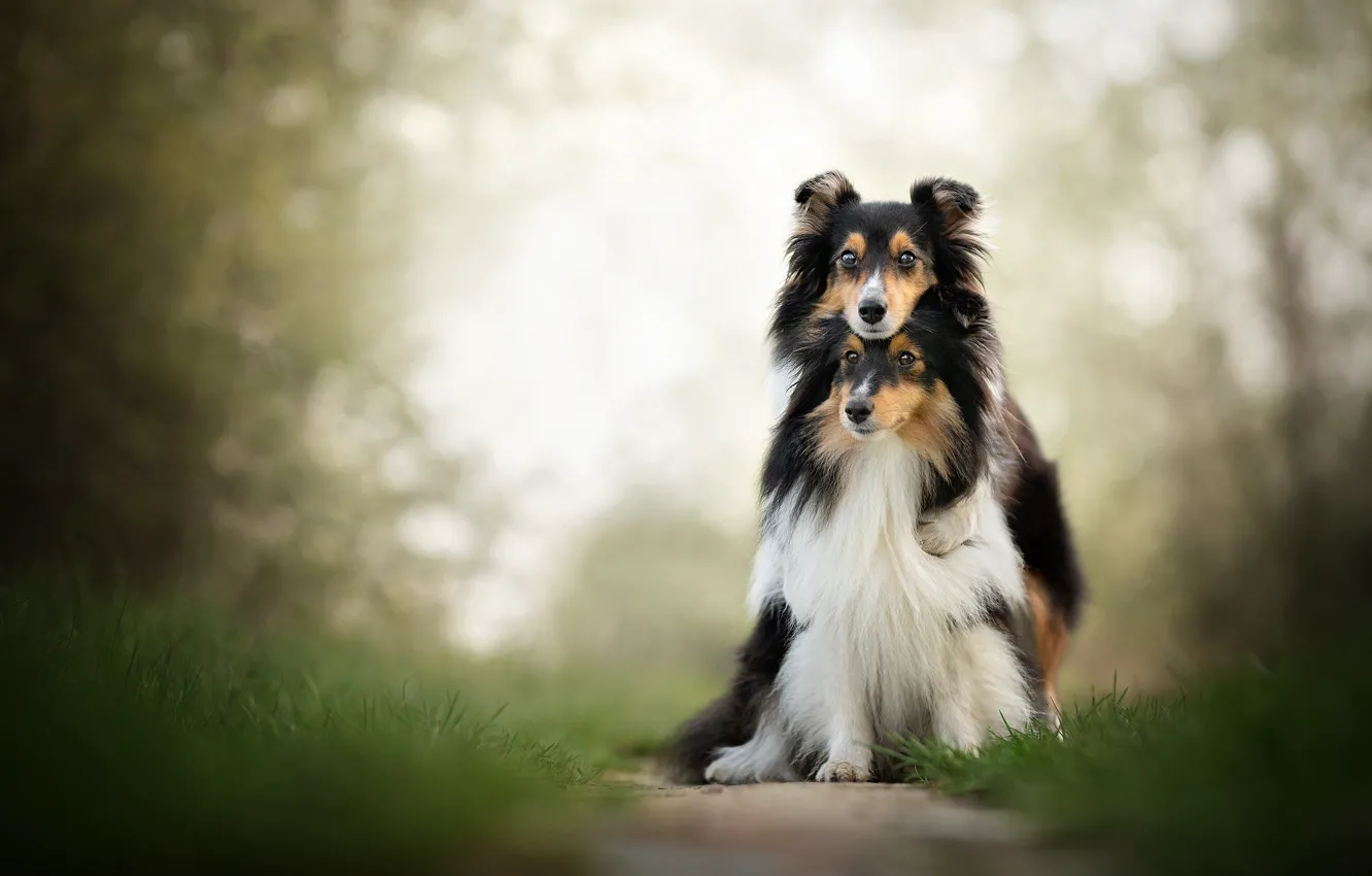 Photo wallpaper each, dog, a couple, bokeh, two dogs, Sheltie, Shetland Sheepdog