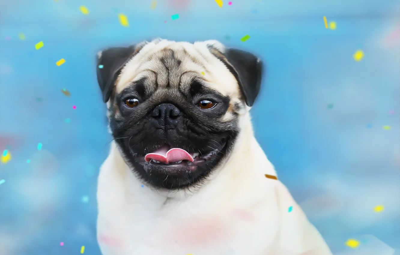 Photo wallpaper language, background, dog, pug, face