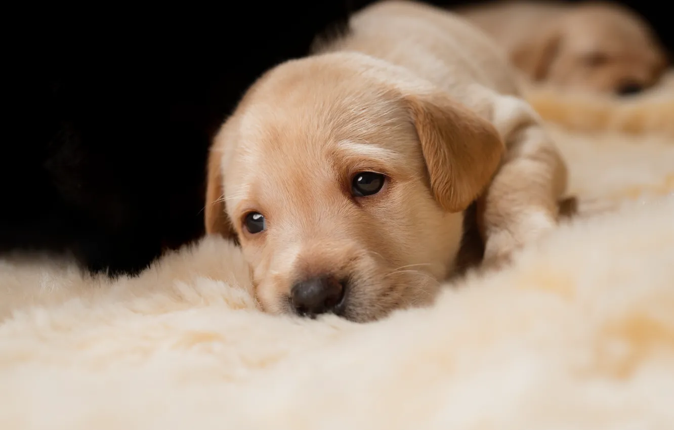 Photo wallpaper look, dog, small, baby, puppy, lies, fur, face