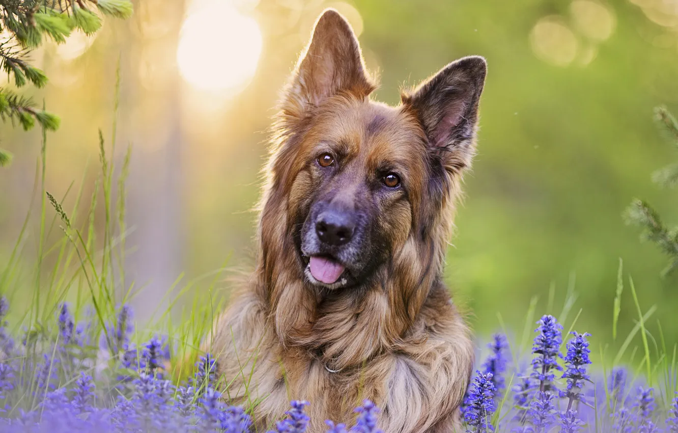 Photo wallpaper language, look, flowers, nature, dog, face, German shepherd