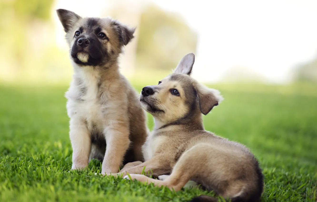Photo wallpaper dogs, summer, puppies