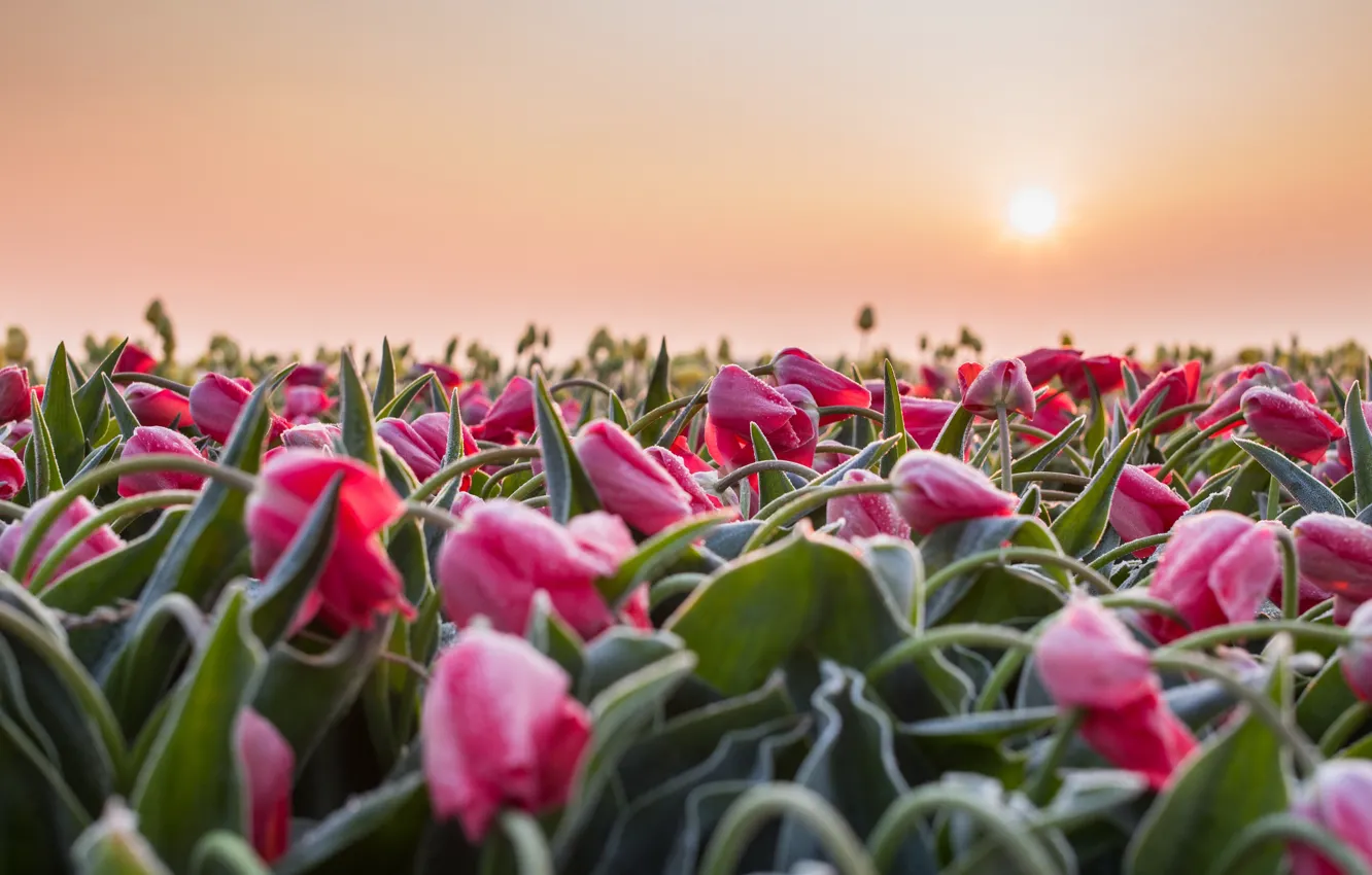 Photo wallpaper sunset, flowers, tulips