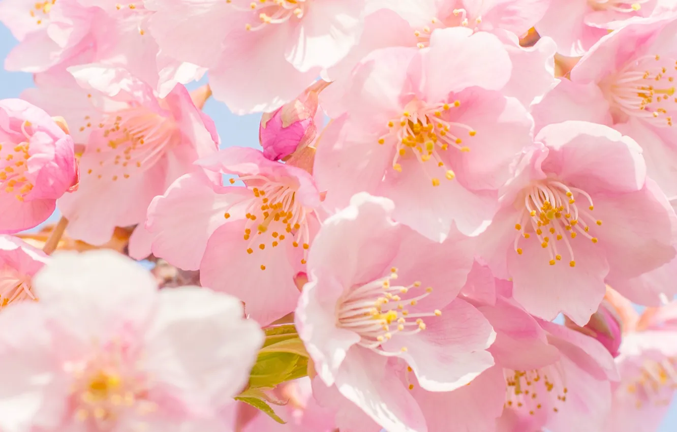 Photo wallpaper macro, flowers, cherry, flowering