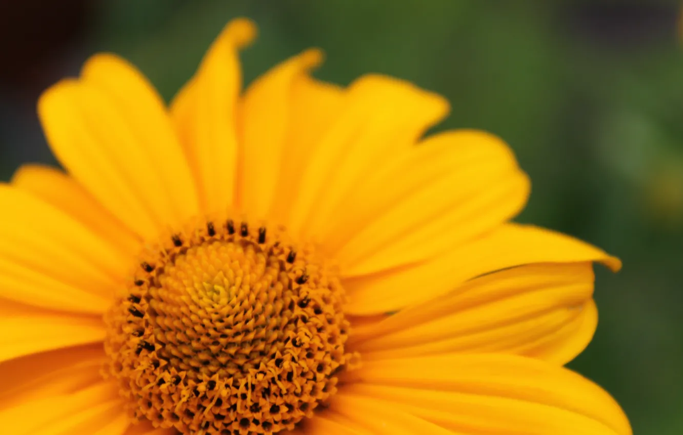 Photo wallpaper summer, macro, flowers, yellow, heat, bright, color, petals