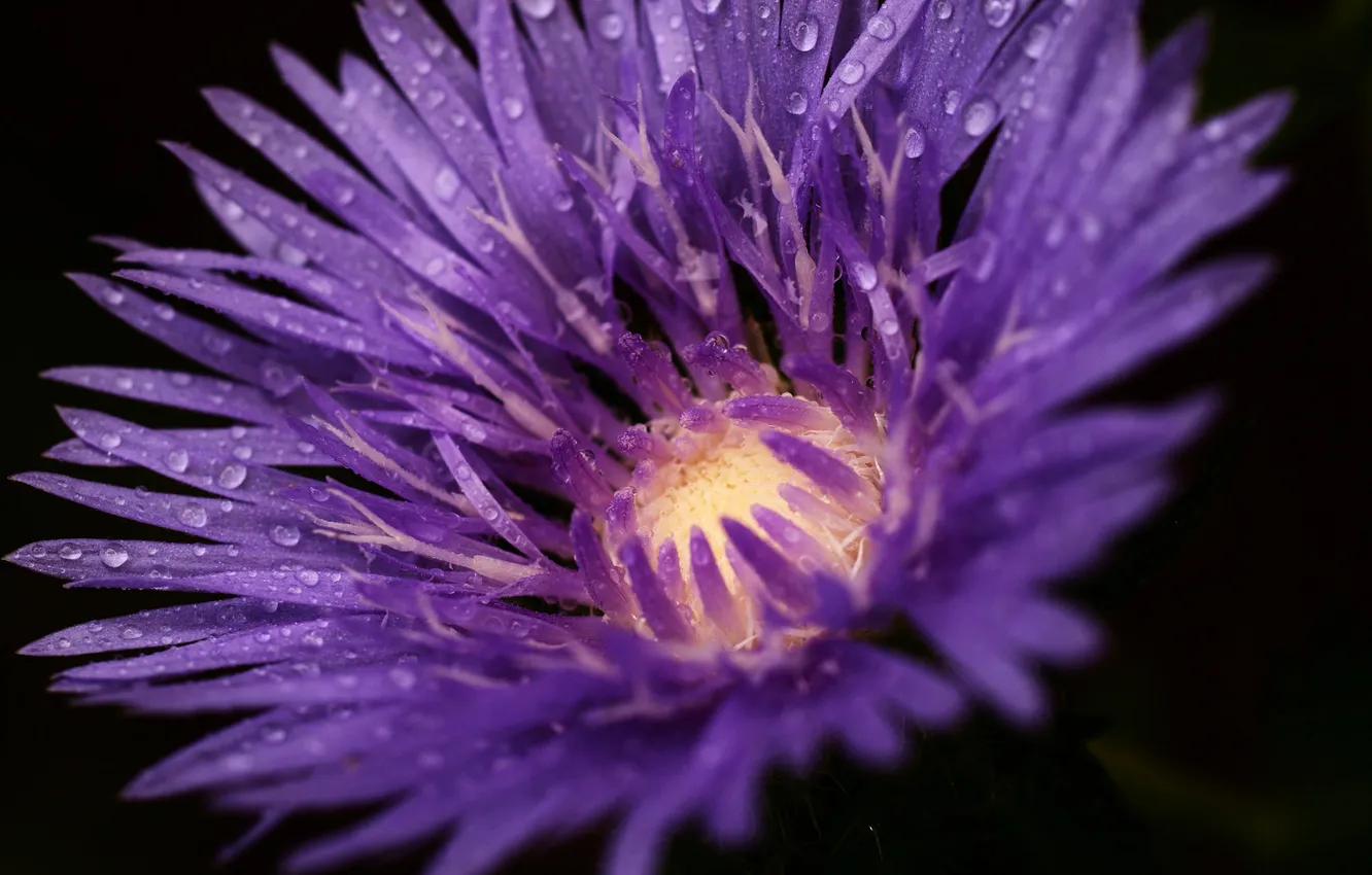 Photo wallpaper macro, flowers, lilac, Vasilek