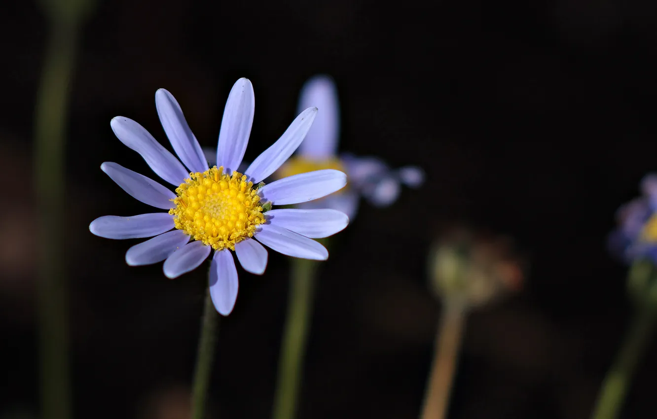 Photo wallpaper macro, flowers, plant, petals, stem