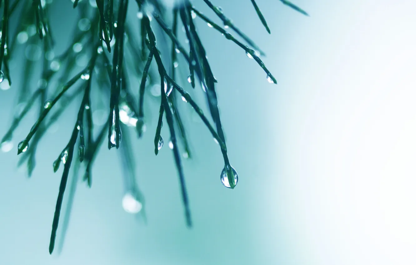 Photo wallpaper water, drops, macro, light, needles, background, color, branch
