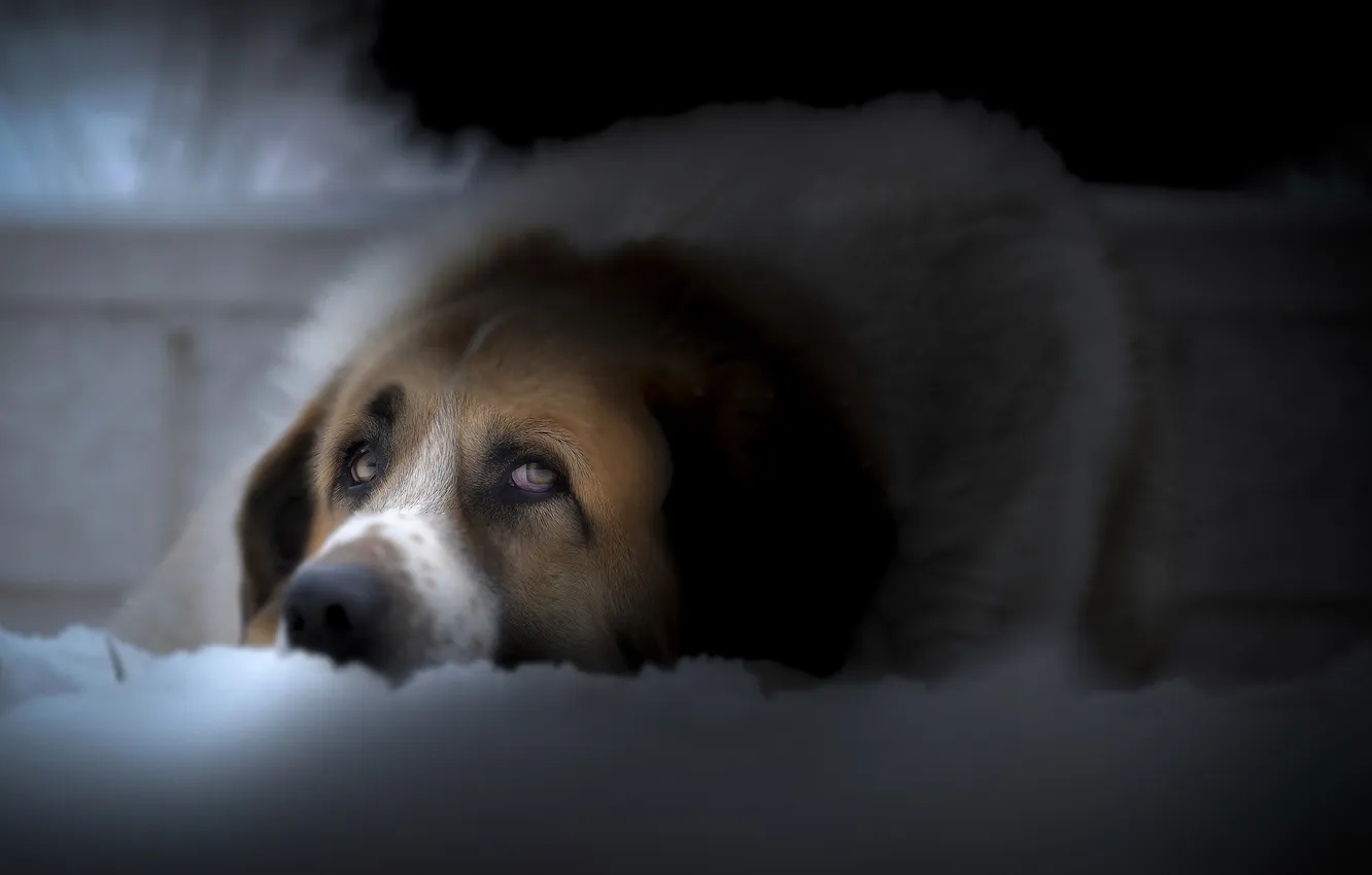 Photo wallpaper look, each, dog