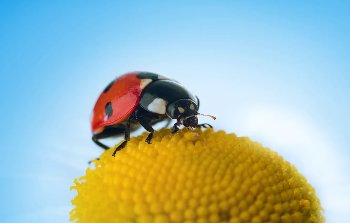 Photo wallpaper nature, ladybug, beauty, leaf