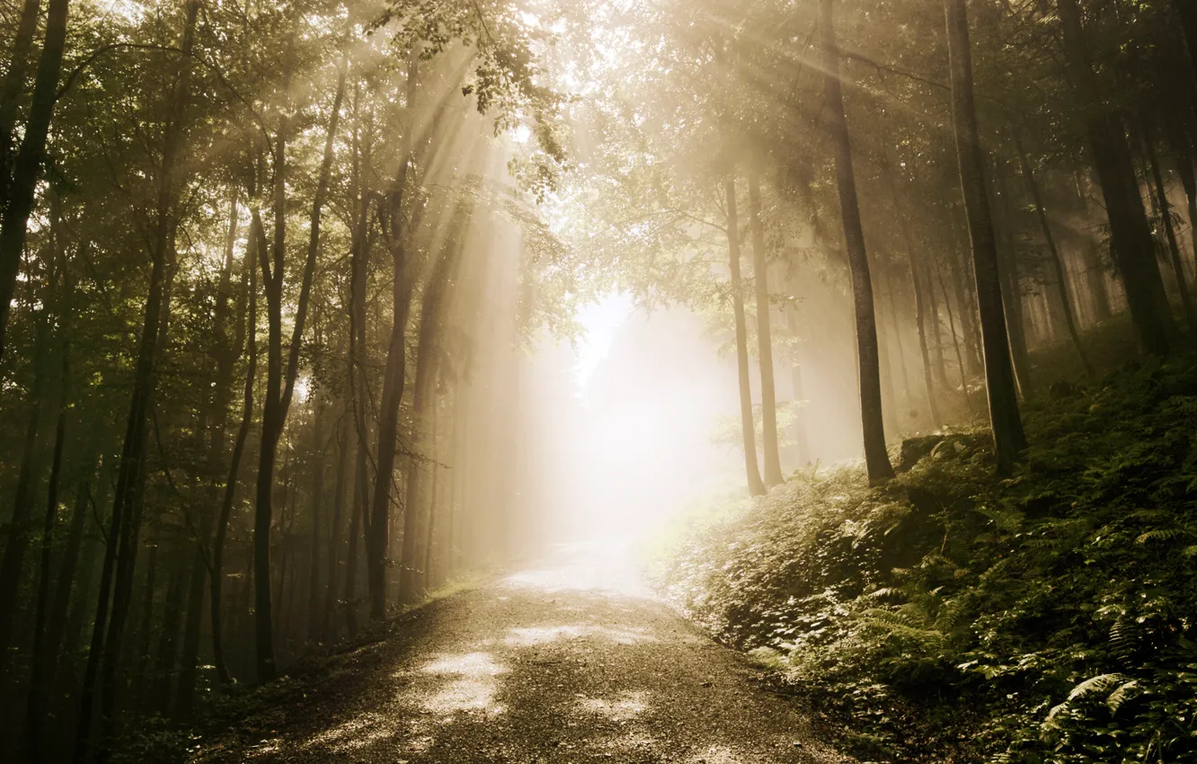 Photo wallpaper road, forest, rays, fern
