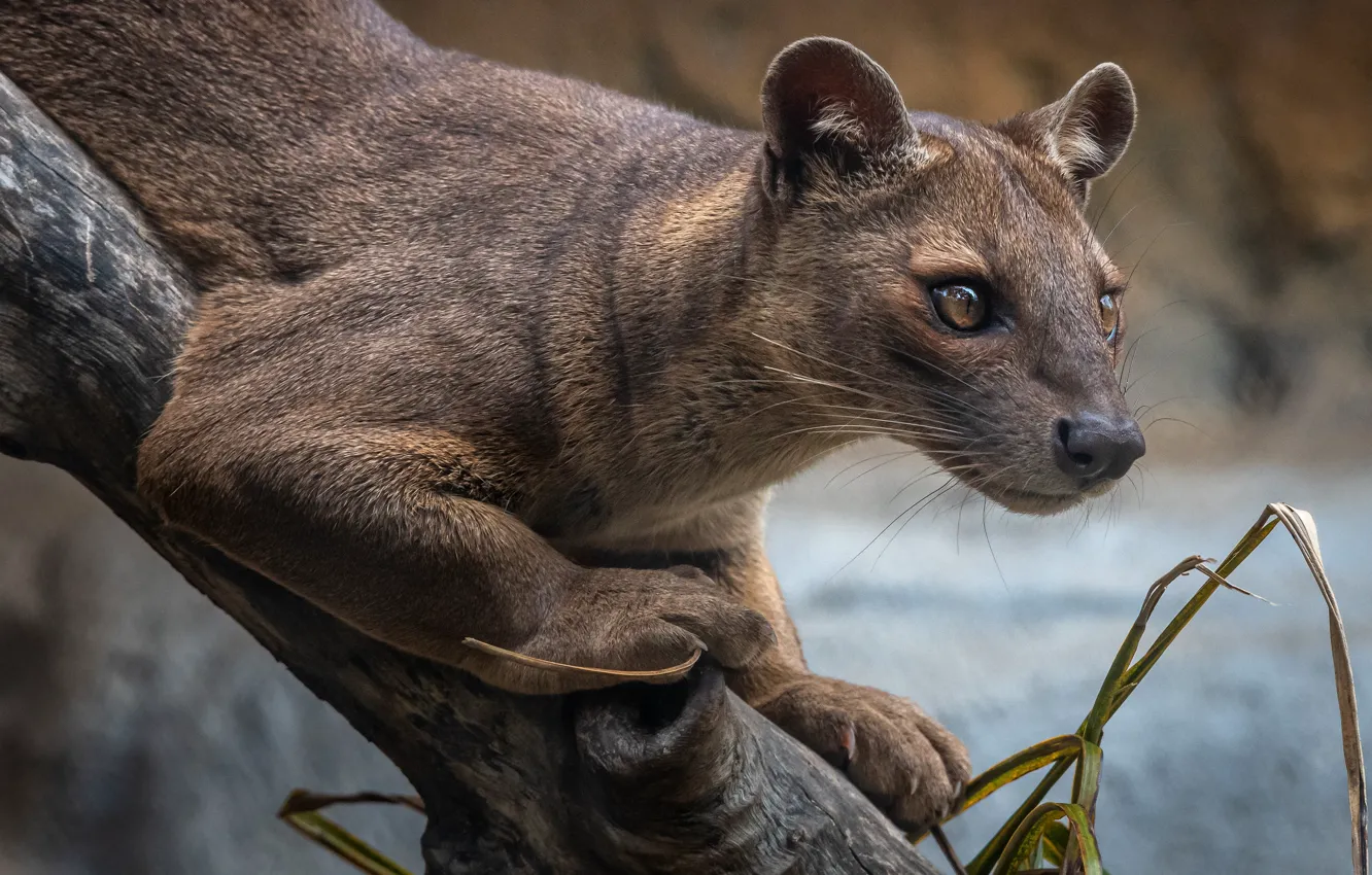 Photo wallpaper look, face, trees, pose, Fossa