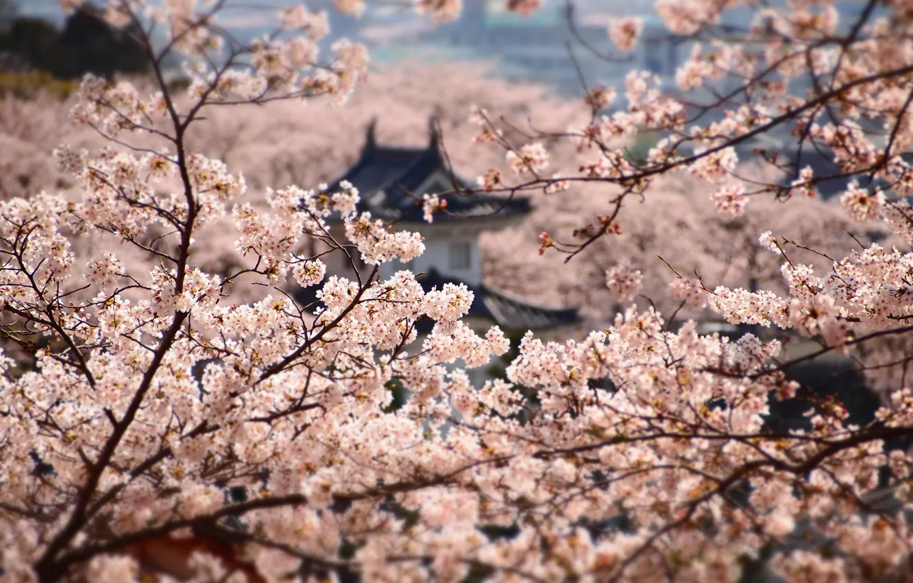 Photo wallpaper Japan, Sakura, Japan, flowering, Himedzi