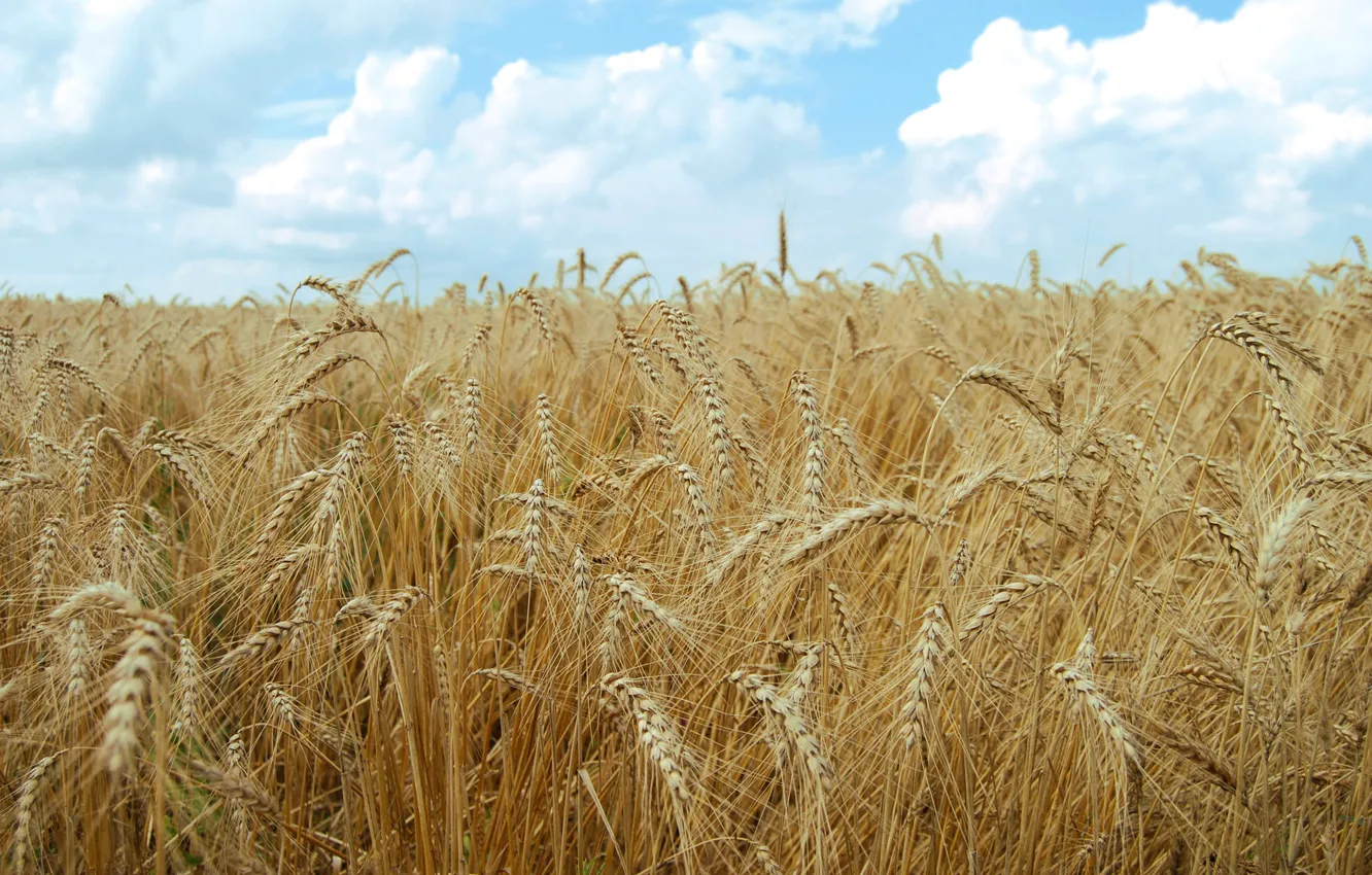 Photo wallpaper field, the sky, clouds, ears