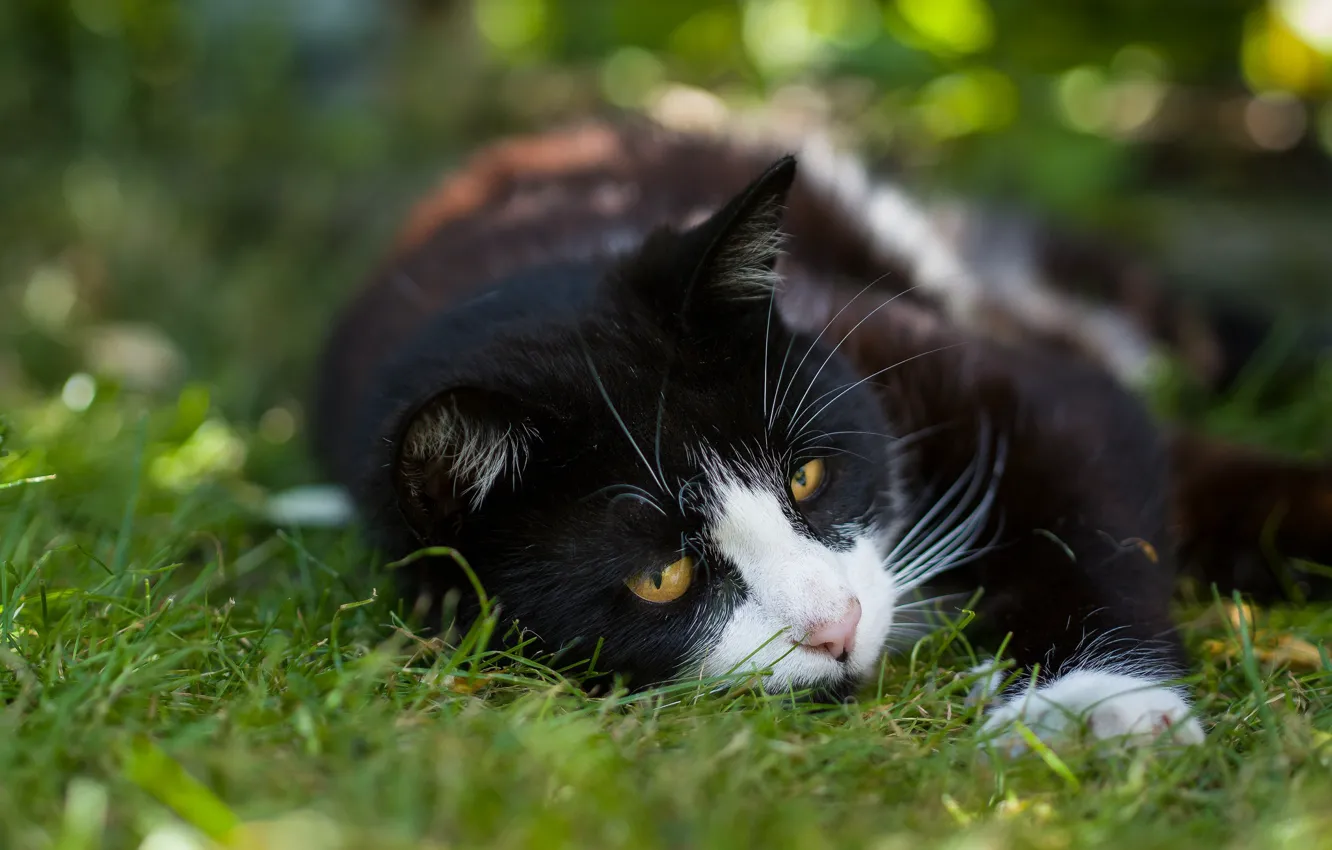 Photo wallpaper greens, cat, summer, grass, cat, face, nature, pose