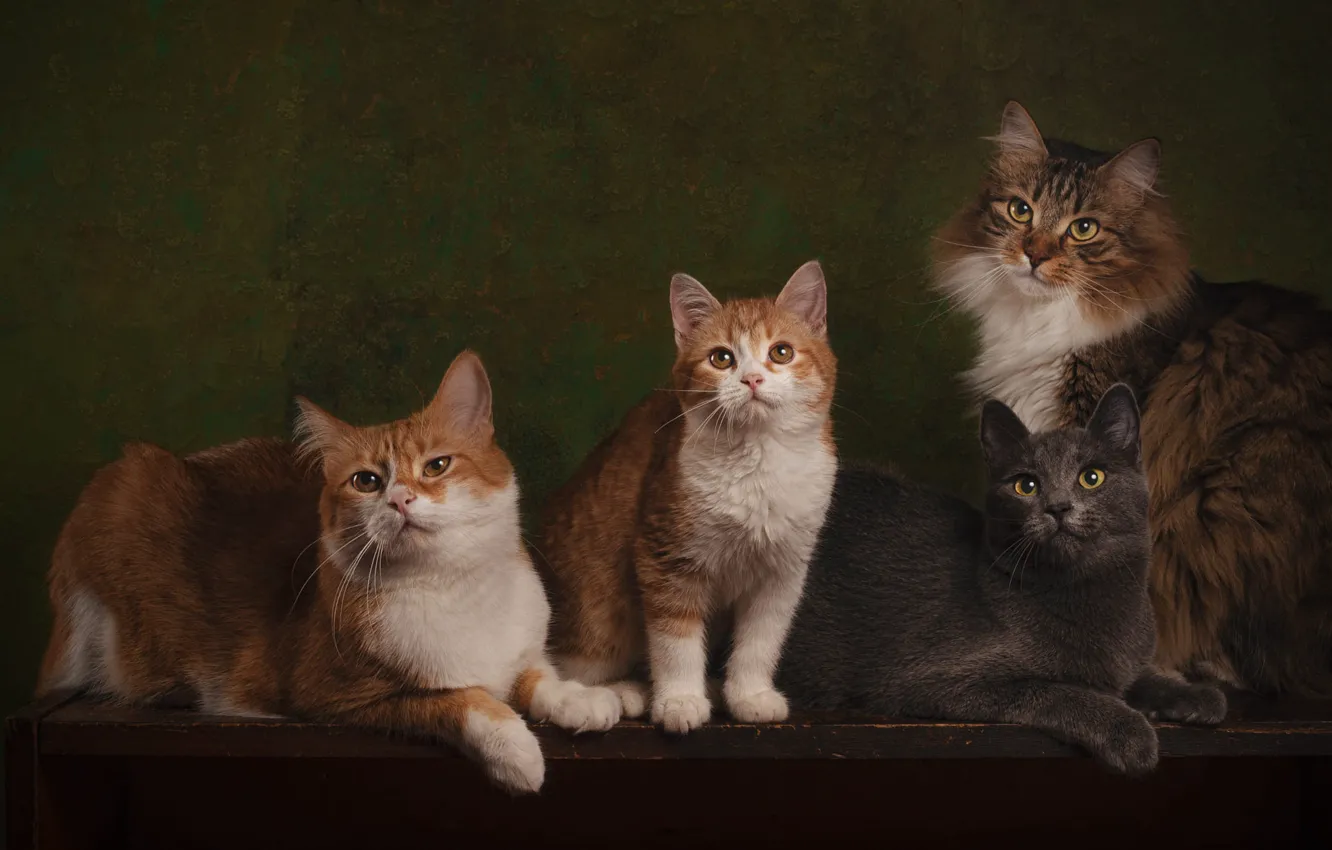 Photo wallpaper cat, cat, look, pose, the dark background, table, grey, red