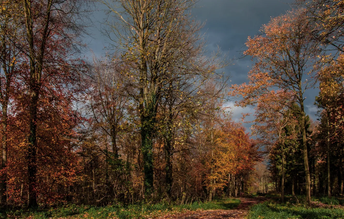 Photo wallpaper autumn, forest, trees, nature, England, UK, England, United Kingdom