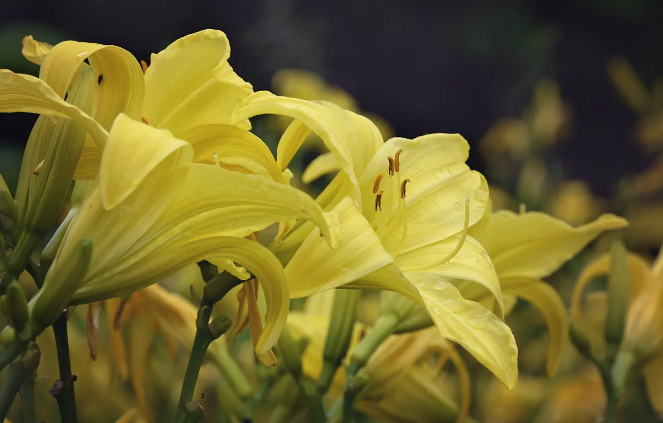 Photo wallpaper summer, flowers, Lily, flowering