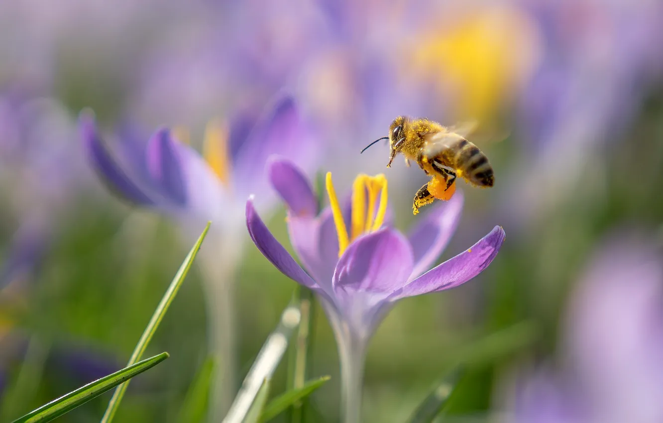 Photo wallpaper macro, flowers, bee, spring, crocuses