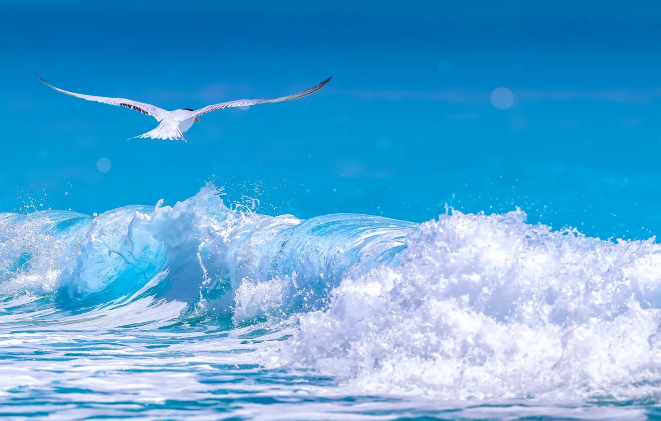 Photo wallpaper sea, wave, foam, Seagull