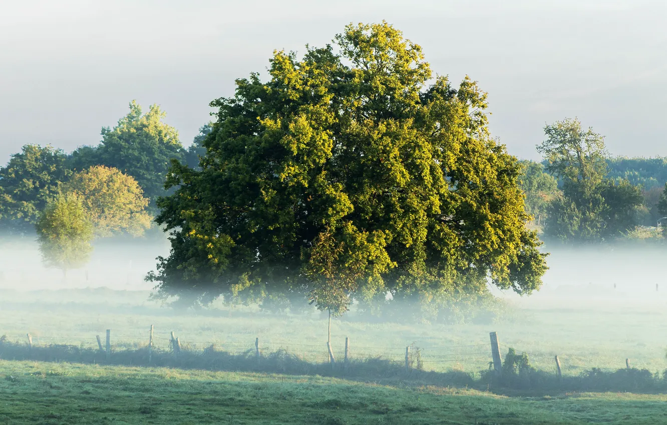 Photo wallpaper field, summer, trees, nature, fog, morning, summer, trees