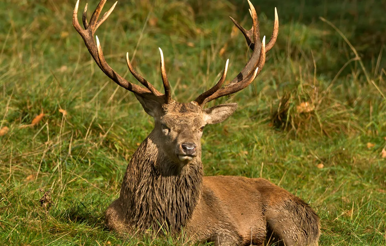 Photo wallpaper nature, horns, grass, deer