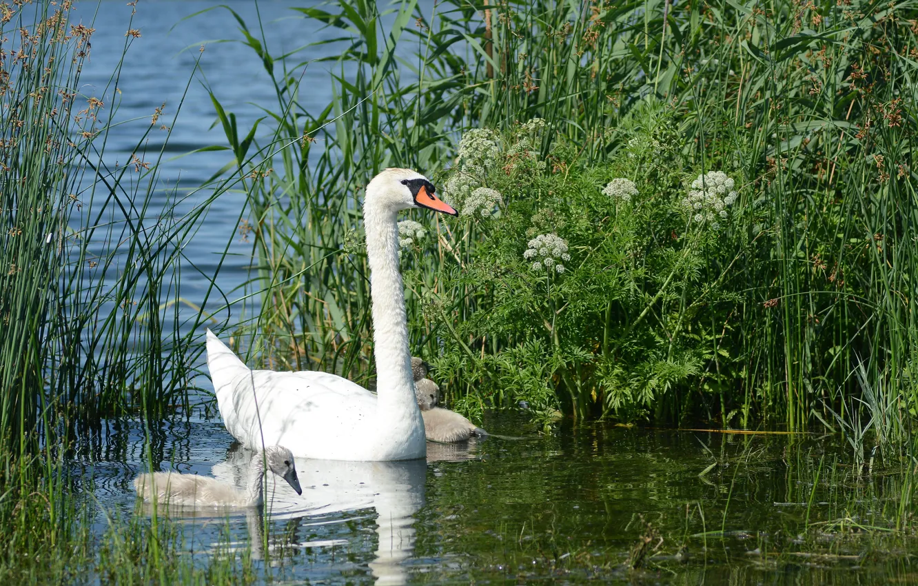 Photo wallpaper lake, baby, family, swans