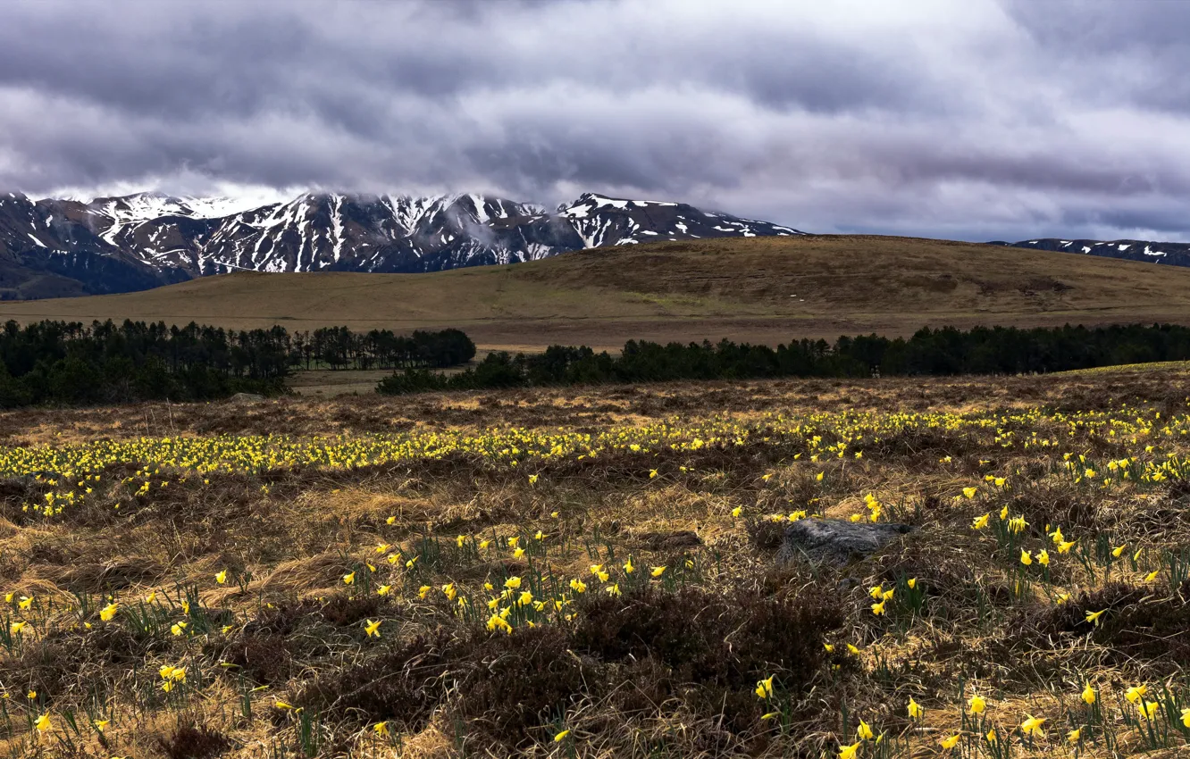 Photo wallpaper field, flowers, mountains, spring