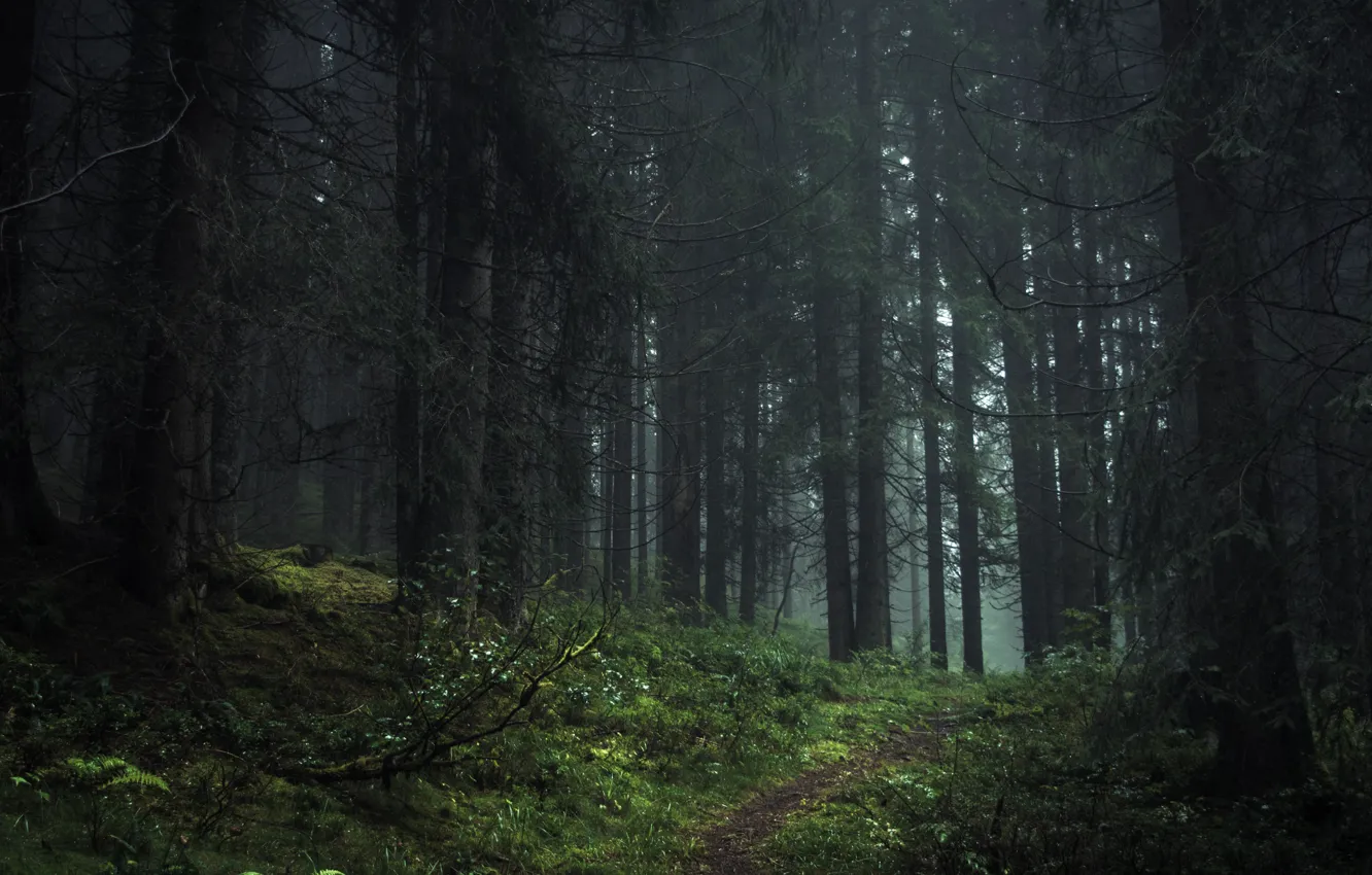Photo wallpaper forest, trees, nature, Austria, path, Austria, Jerdess