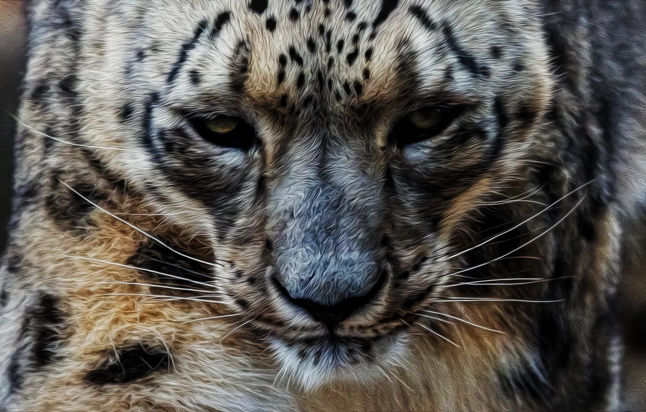 Photo wallpaper profile, snow leopard, IRBIS