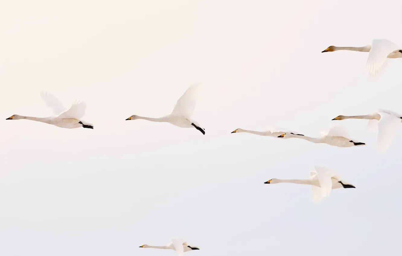 Photo wallpaper the sky, birds, flight, swans