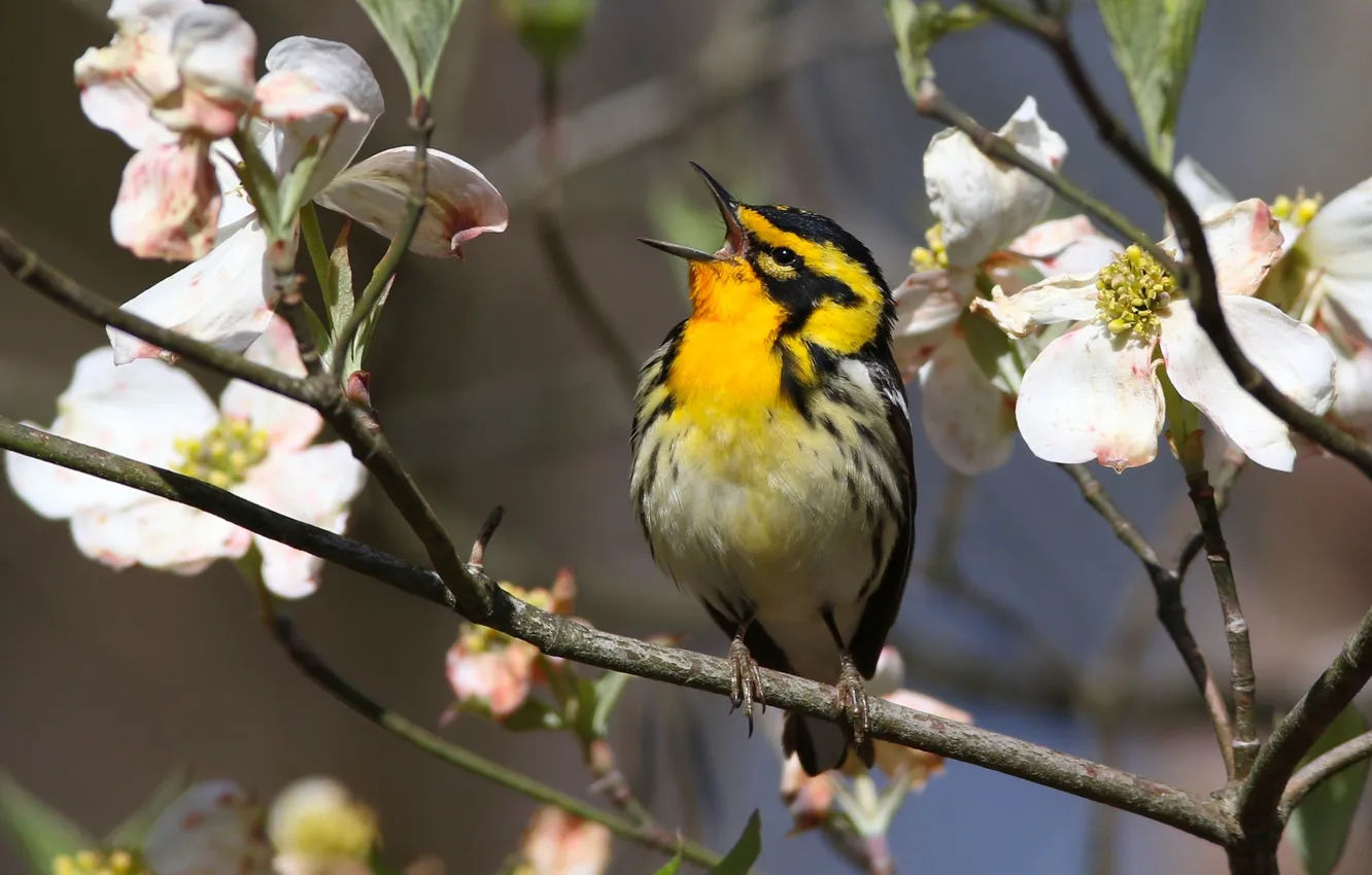Photo wallpaper flowers, bokeh, bird, flowering, branches, spring
