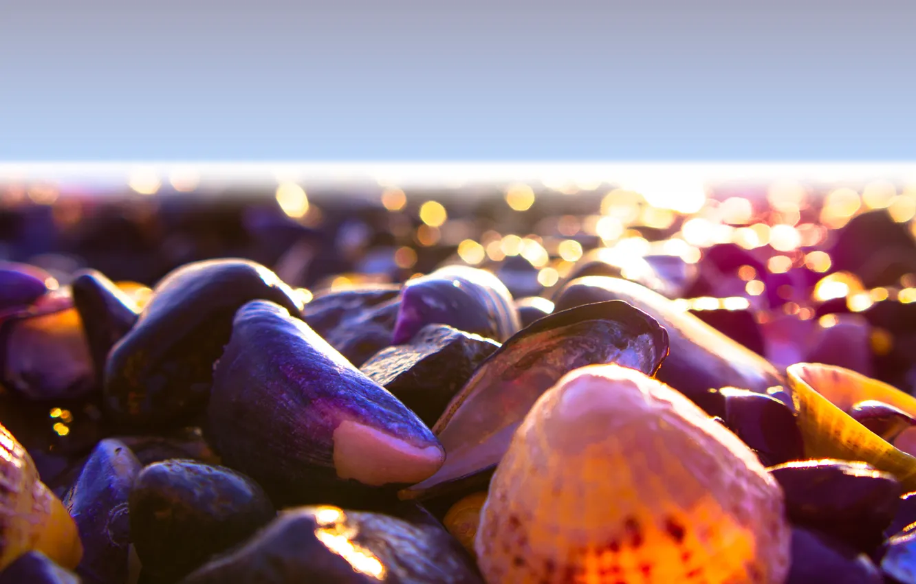 Photo wallpaper light, beach, sea, mood, color, shore, shells