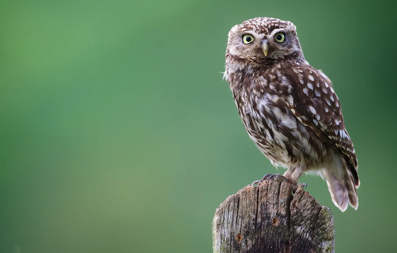 Photo wallpaper owl, bird, owl