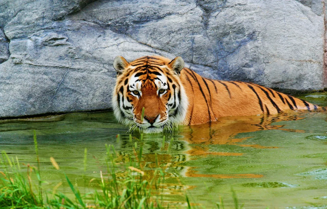Photo wallpaper grass, water, tiger, stay, stone, surprised