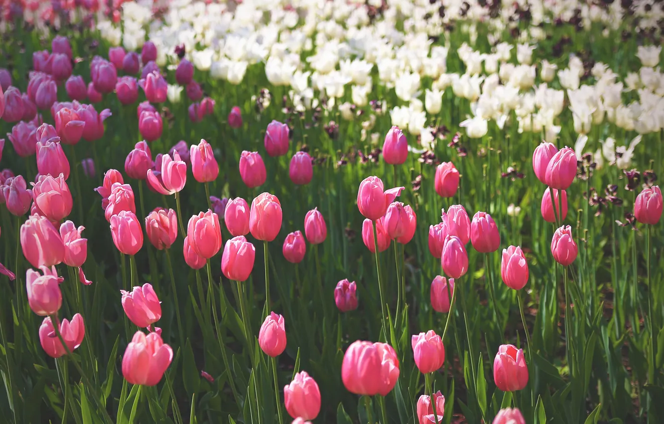 Photo wallpaper background, tulips, tinted, instagram