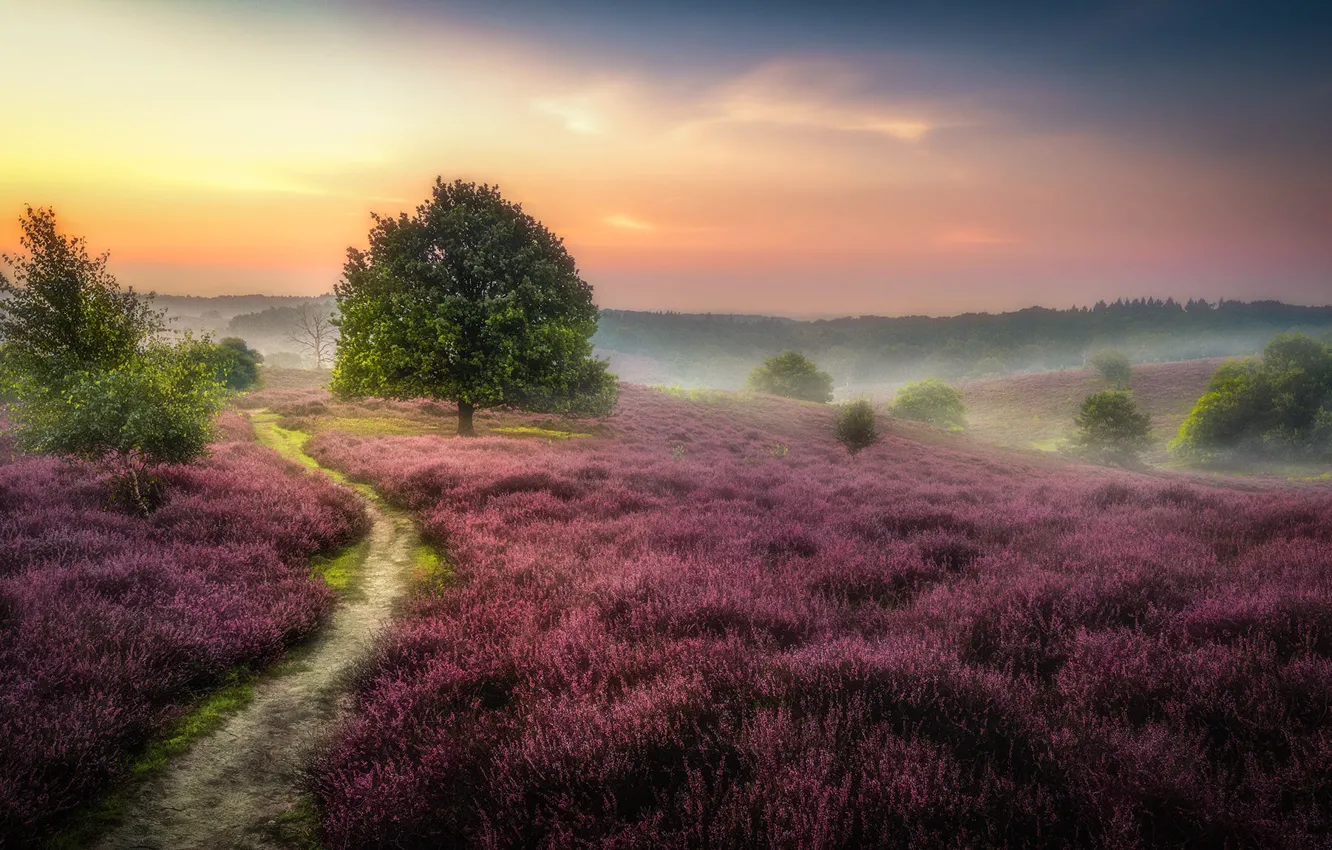 Photo wallpaper field, forest, the sky, clouds, trees, flowers, fog, dawn
