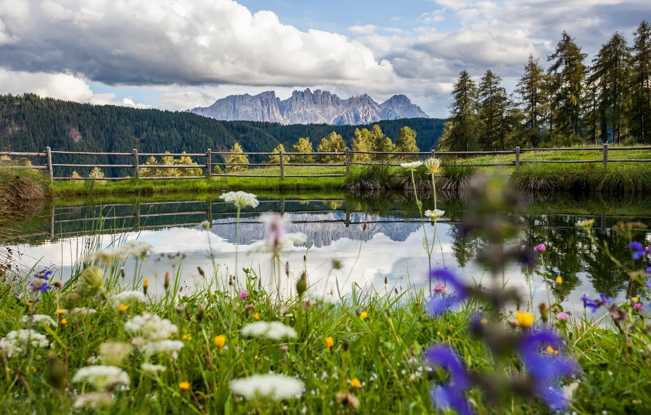 Photo wallpaper forest, summer, flowers, lake, beerg
