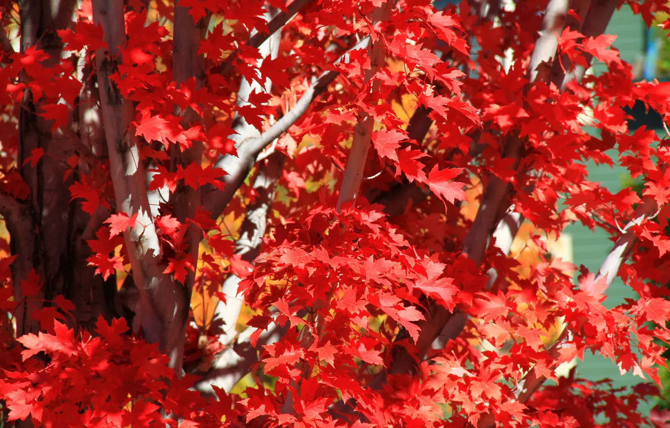 Photo wallpaper autumn, leaves, trees, branches, the crimson