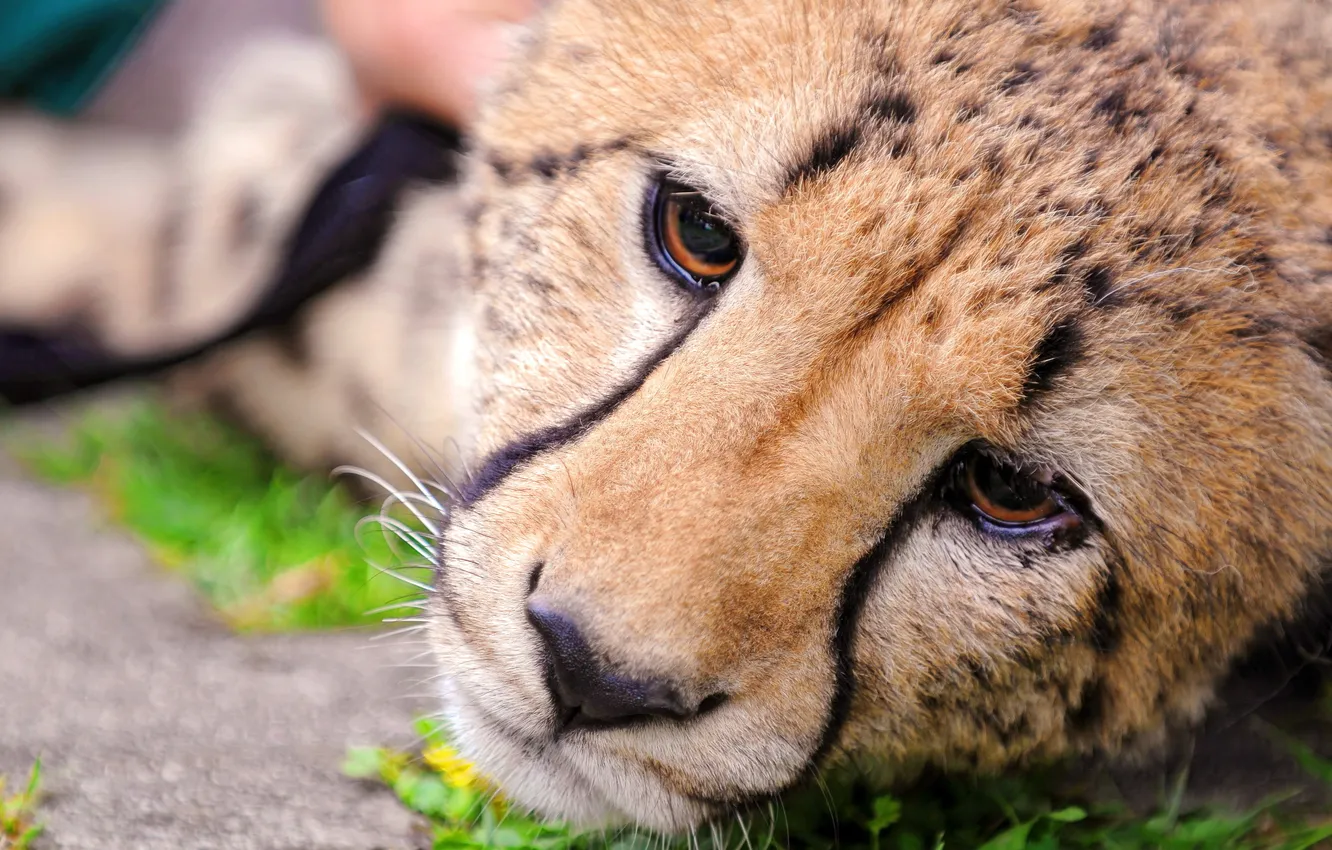 Photo wallpaper face, Cheetah, lies, looks, sad