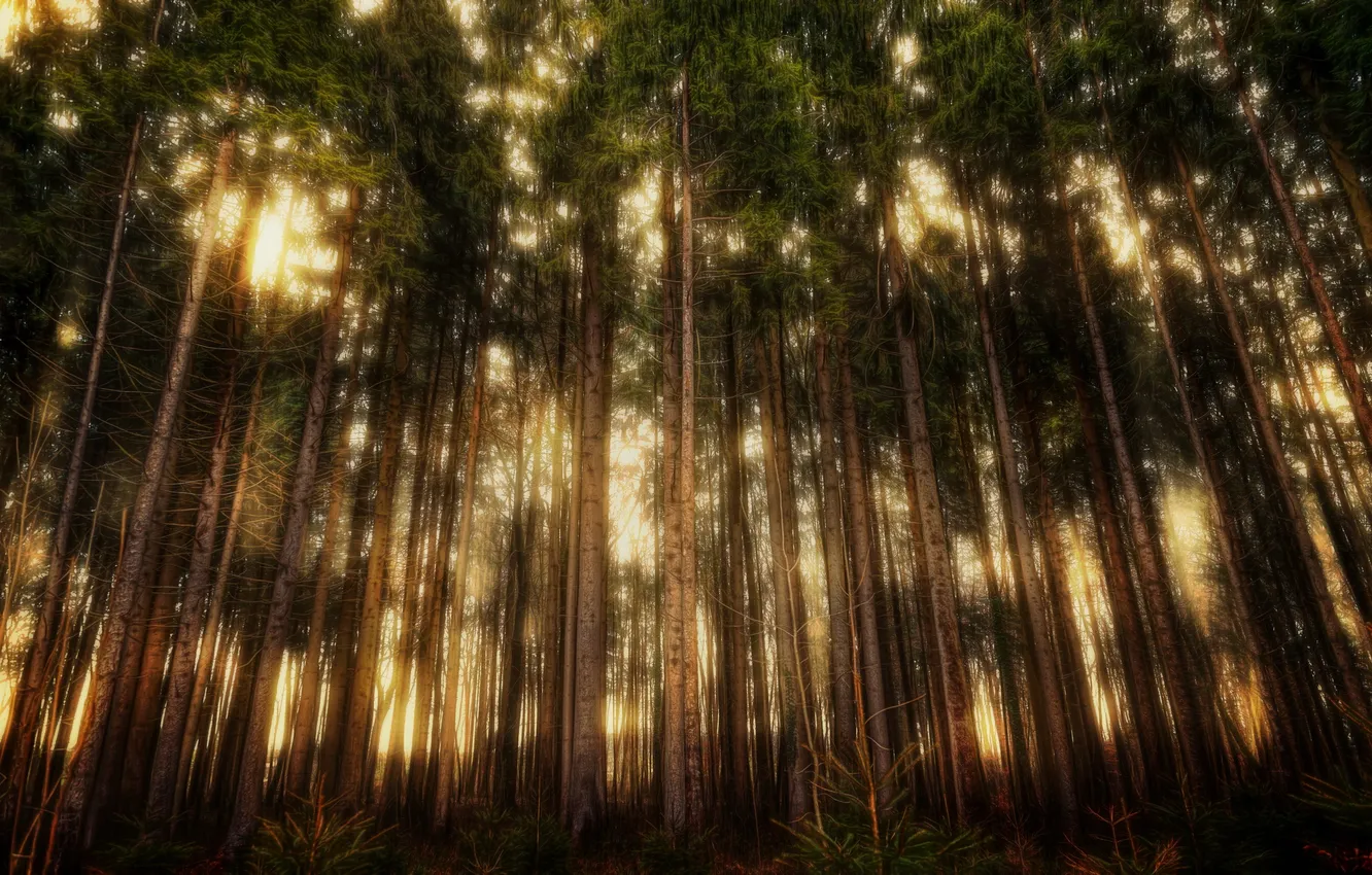 Photo wallpaper forest, trees, nature