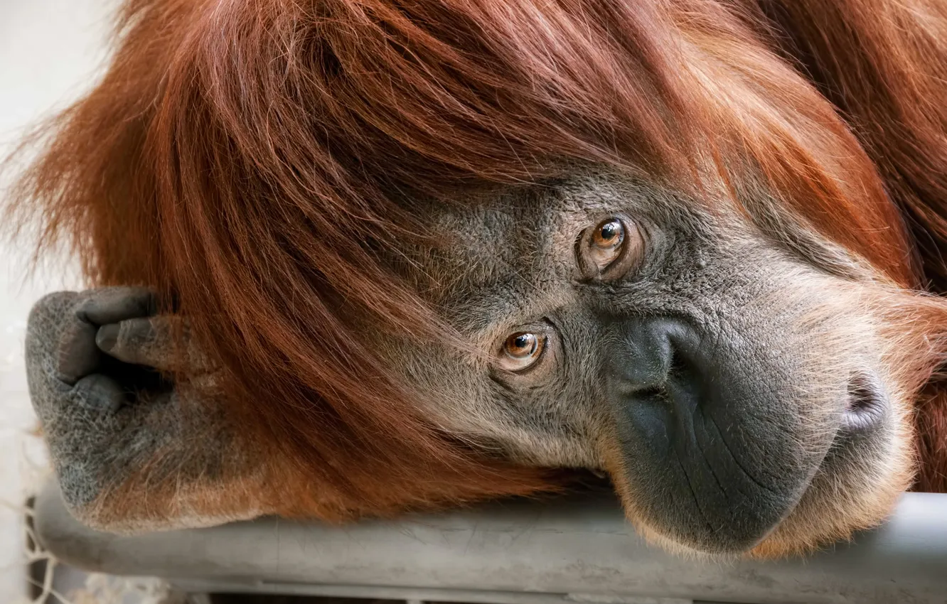 Photo wallpaper look, monkey, the primacy of, orangutan