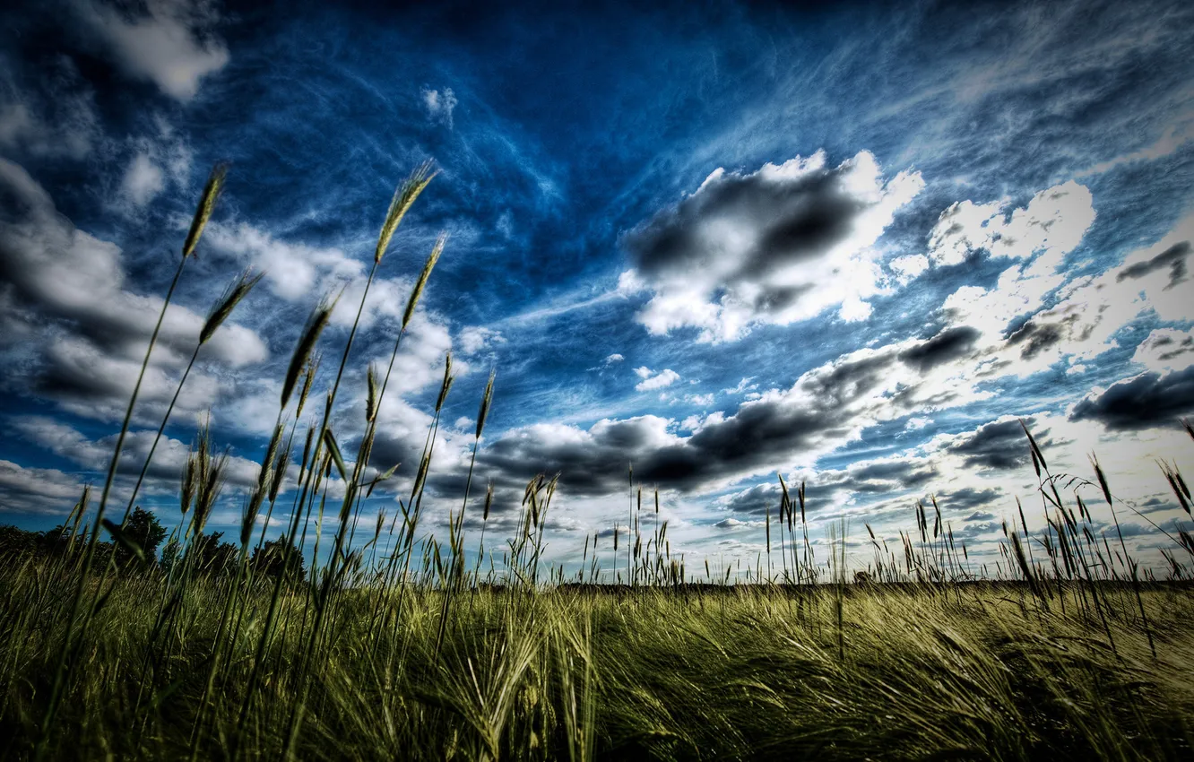 Photo wallpaper field, macro, nature, plant, spikelets, ears, HD wallpapers
