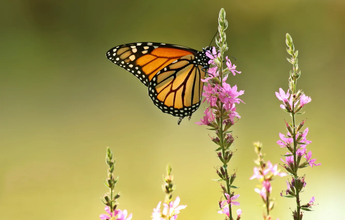 Photo wallpaper macro, flowers, background, butterfly, The monarch, Loosestrife loosestrife, Plakun-grass