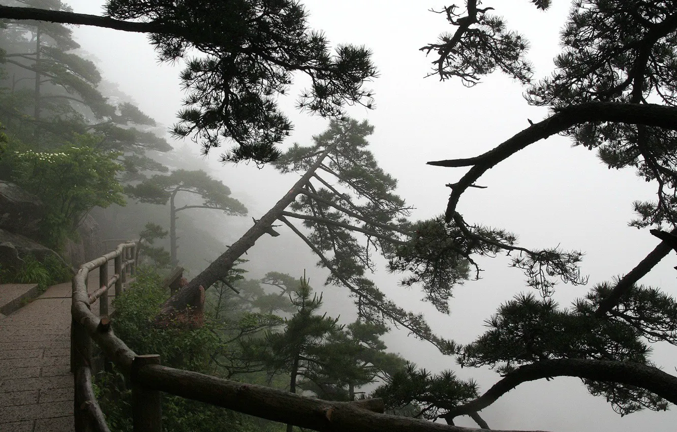 Photo wallpaper fog, trail, Trees