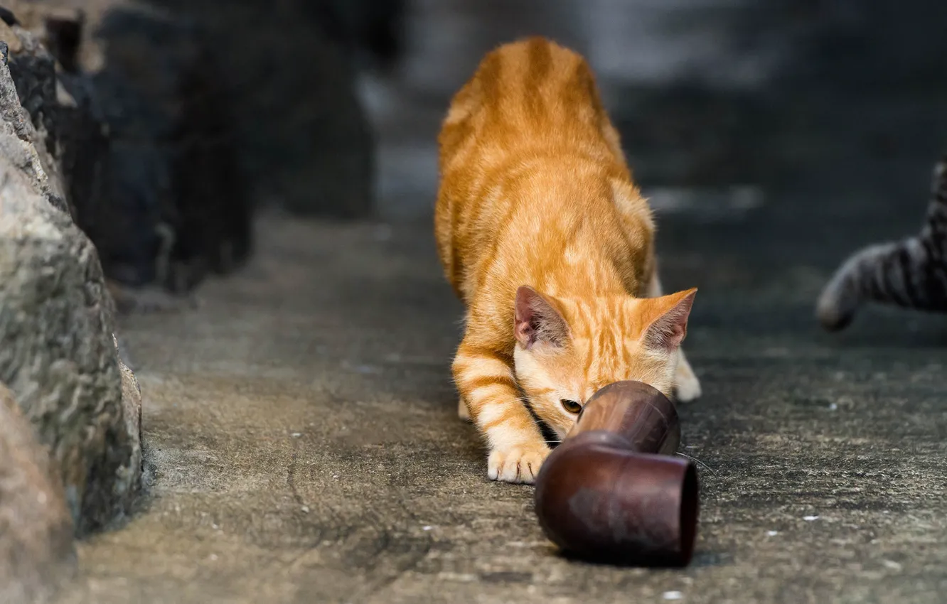 Photo wallpaper road, cat, cat, stones, street, the plot, red, striped