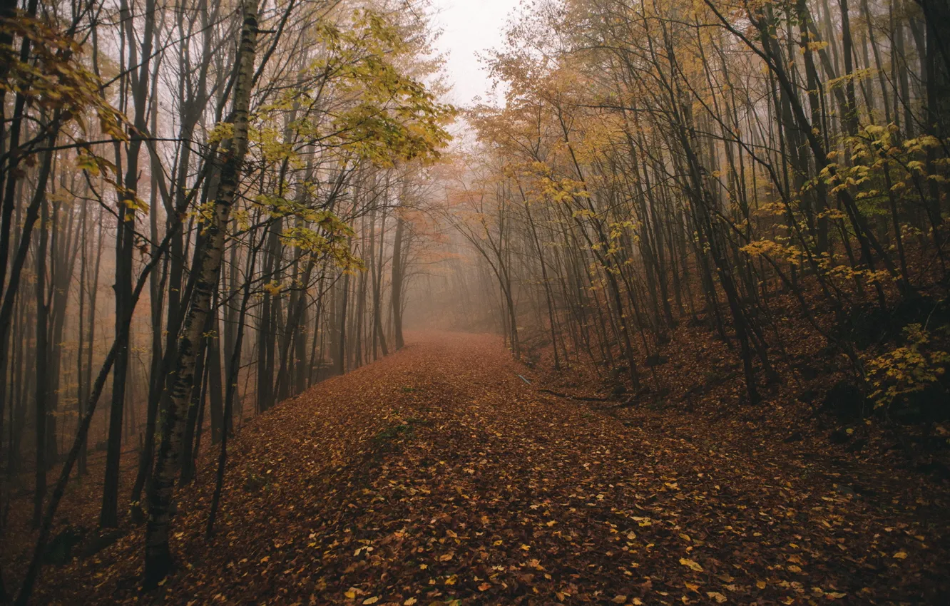 Photo wallpaper forest, fog, fall, chasingfog