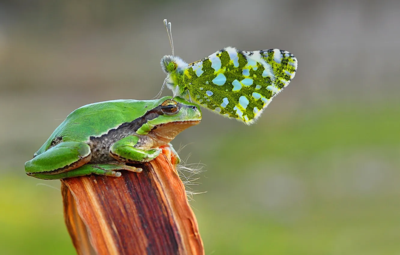 Photo wallpaper frog, butterfly, freedom, crwon