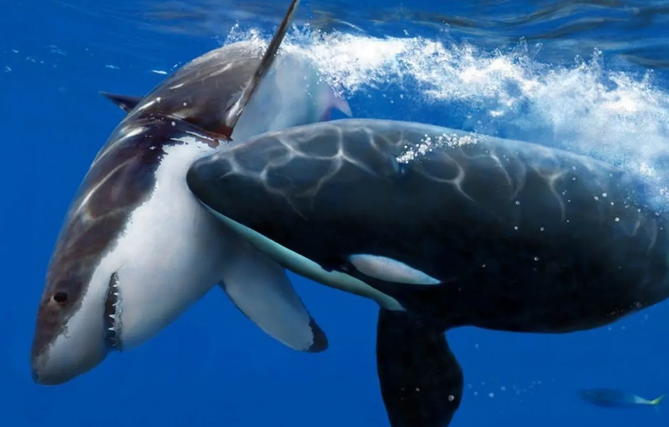 Photo wallpaper Orca, Great white, great white vs killer whale, animals killers