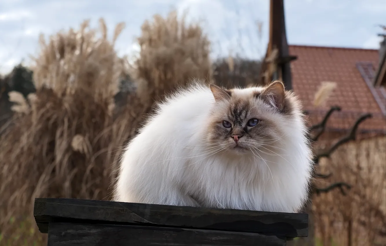 Photo wallpaper roof, autumn, cat, look, pose, Board, home, garden